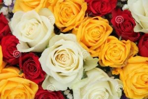 Imagem com rosas de várias cores