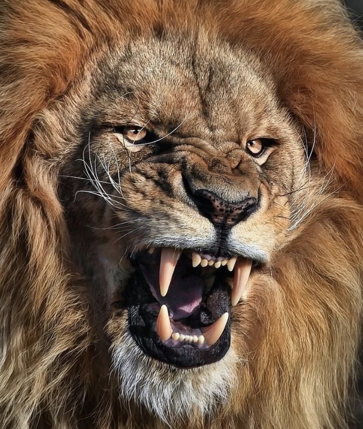 Imagem Com Leão Como Rei Da Selva