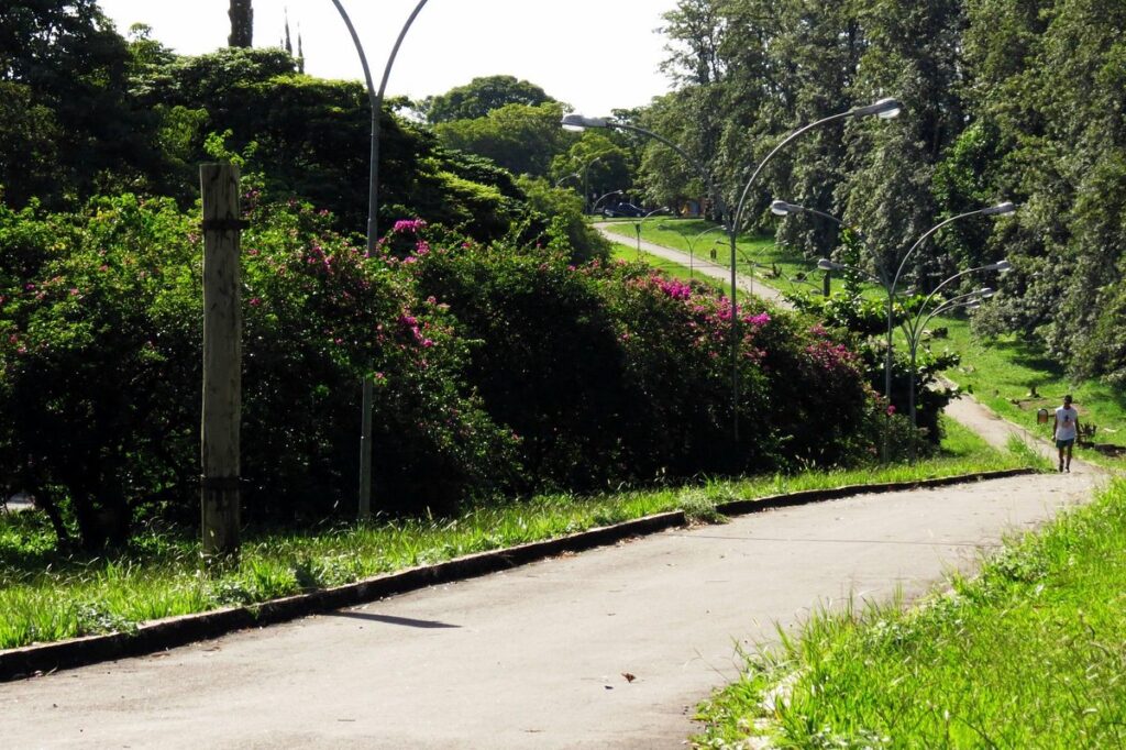 Imagem Com Bosque Das Grevíleas