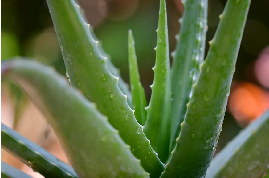 Sobre Aloe Vera Shop