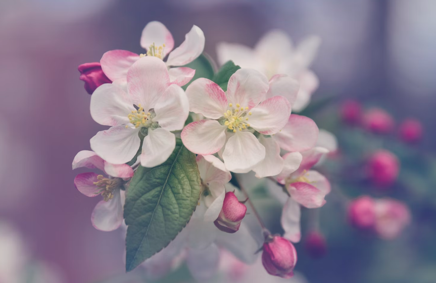 Cupons de descontos Flores Online Cupons de descontos Flores Online